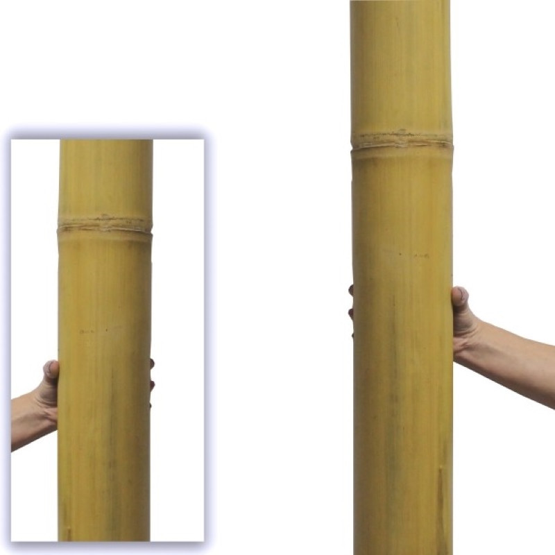 Bambou Giant Ø 10-11cm Bambou Giant Ø 10-11cm