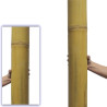 Bambou Giant Ø 10-11cm